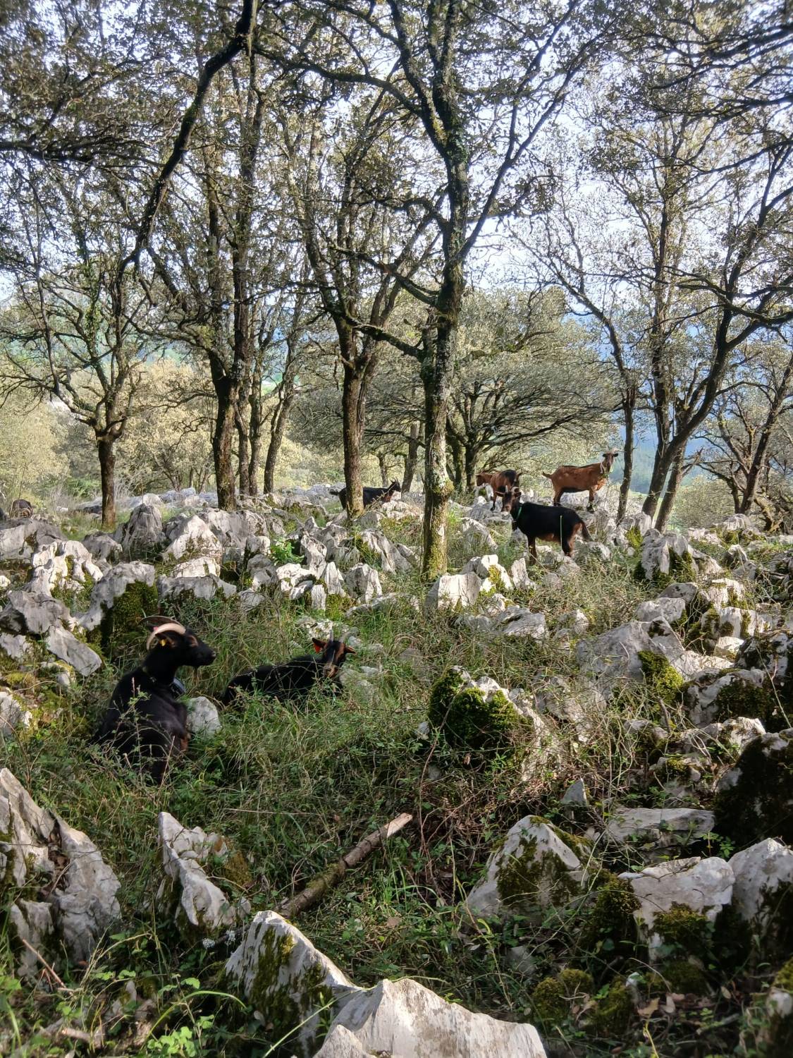Cabras Azpigorri entre rocas calizas y robles del monte vasco