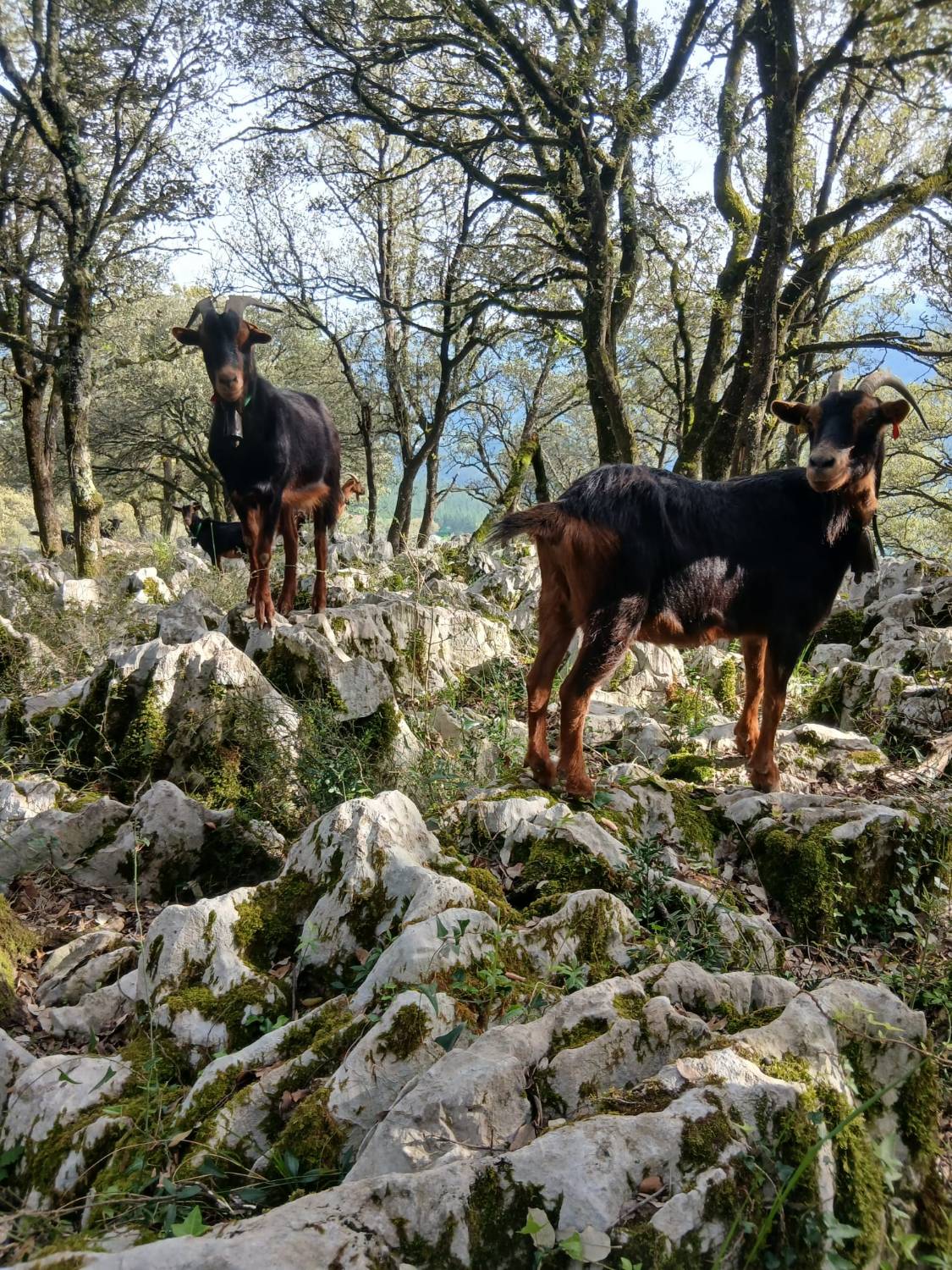 Dos cabras Azpigorri en el monte, negras con la barriga rojiza